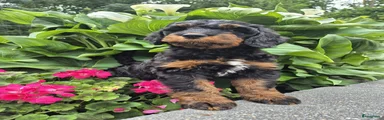 Bernedoodle Puppy Mylo