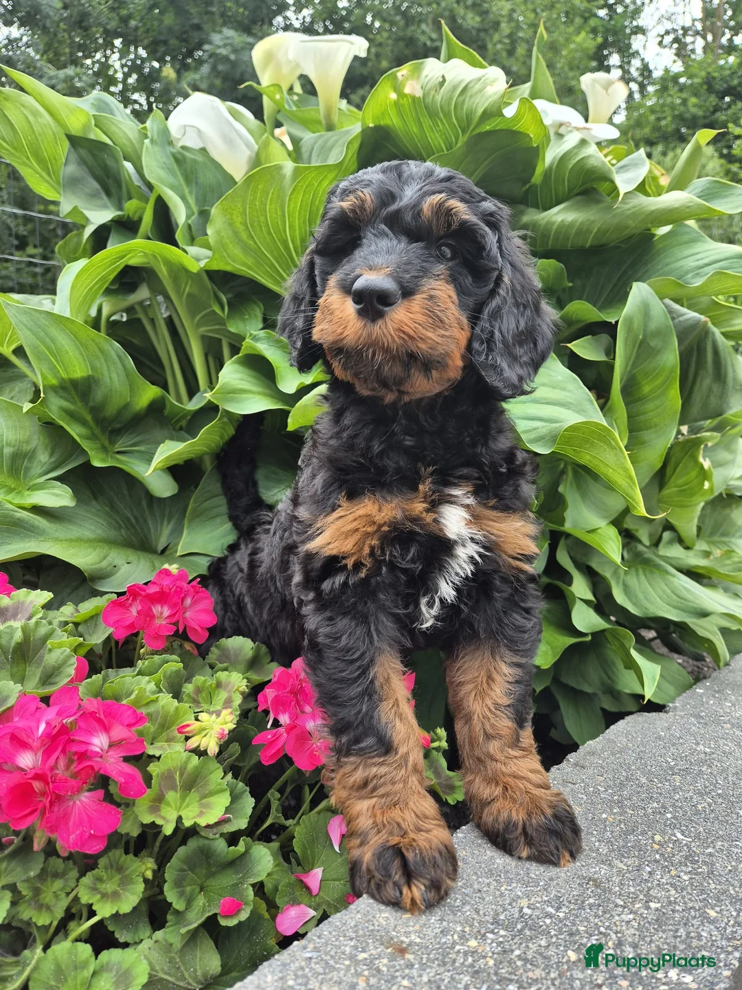 Bernedoodle honden te koop: Medium Bernedoodle - Advertentie 2