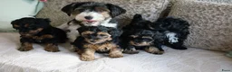 Kruising honden te koop: Maltipoo black & tan  een zwart met witte bles - Advertentie 28