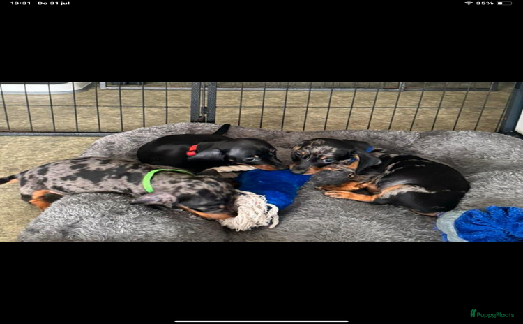 Teckel (korthaar)  honden - Advertentie 11
