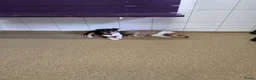 Schotse Herdershond korthaar honden te koop: Schotse herdershond korthaar pups - Advertentie 12