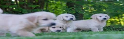 Golden Retriever honden te koop: prachtige golden retriever pups - Advertentie 3