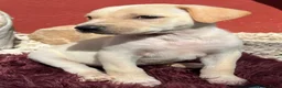 Kruising honden ter adoptie: deze lieve jongen hindo zoekt een vriendje  - Advertentie 6