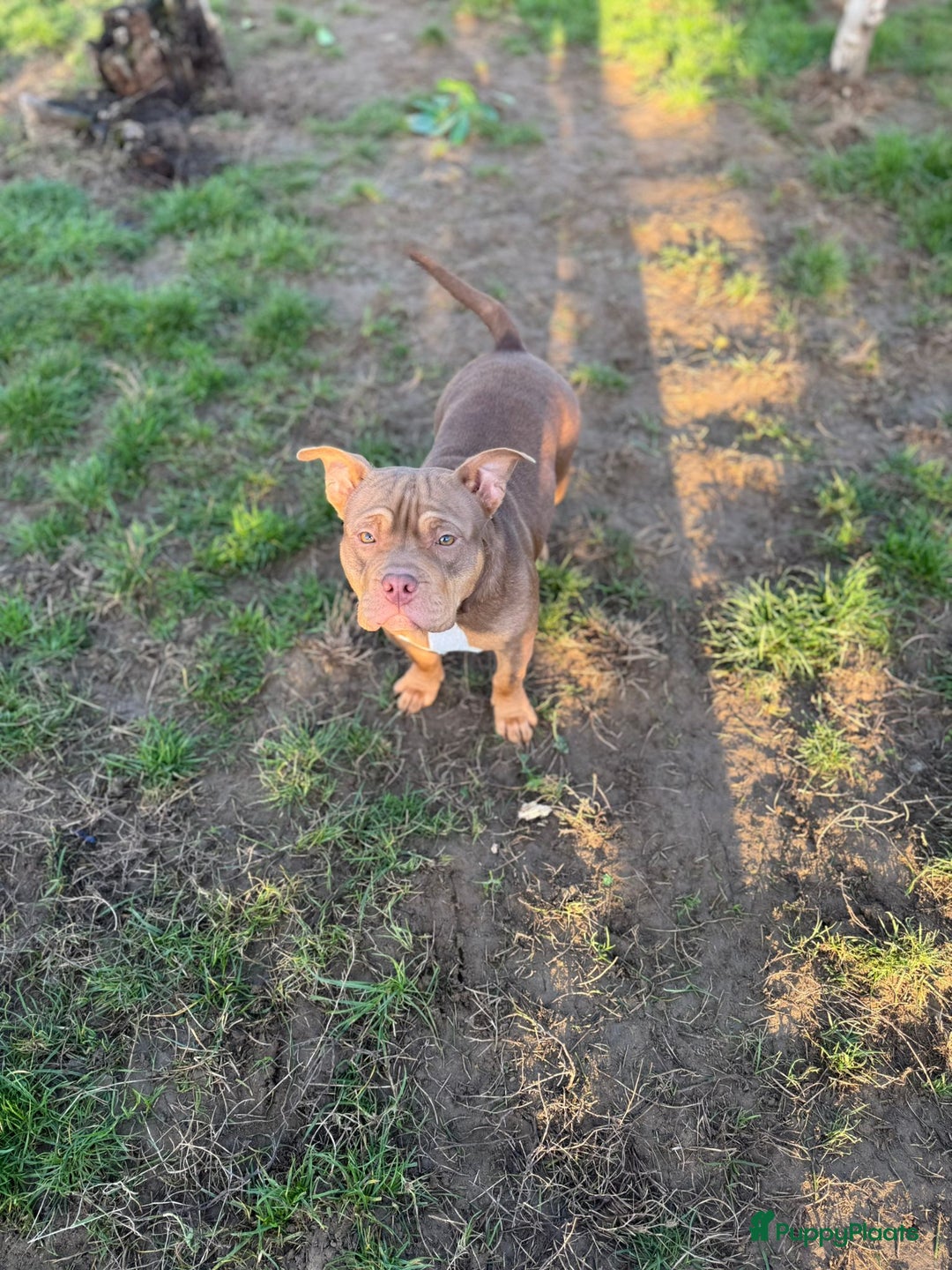 Amerikaanse Bully honden ter adoptie: American pocket bully  - Advertentie 5