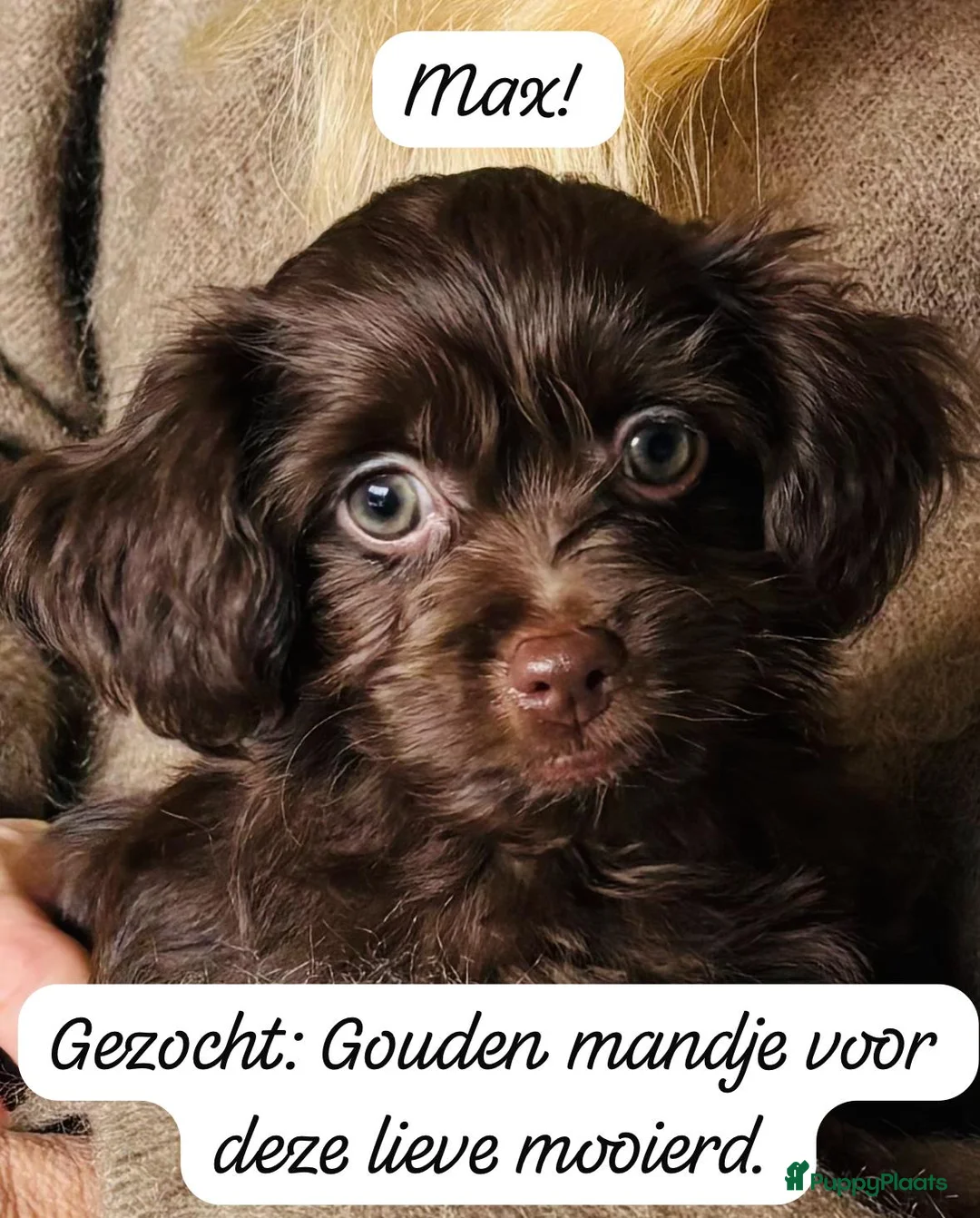 Kruising honden te koop: Schitterende Chi-Poo pups (bruine teddybeertjes).  - Advertentie 1