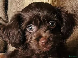 Kruising honden Schitterende Chi-Poo pups (bruine teddybeertjes). - Advertentie 10