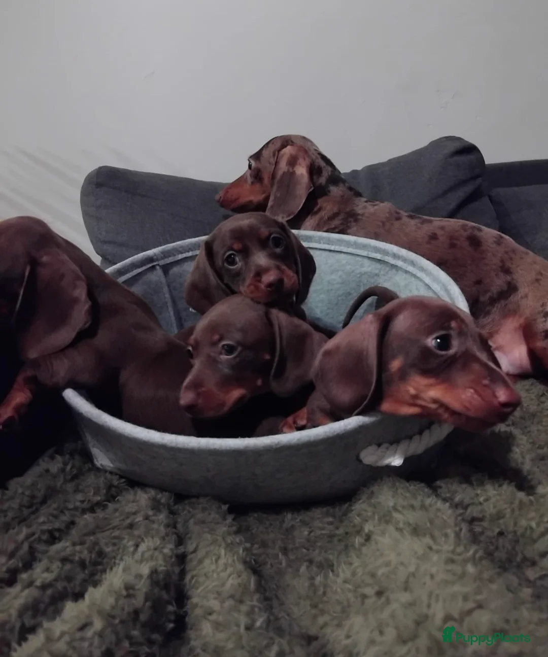 Teckel (korthaar)  honden te koop: Prachtige Teckel pups op zoek naar warme nestje. - Advertentie 5