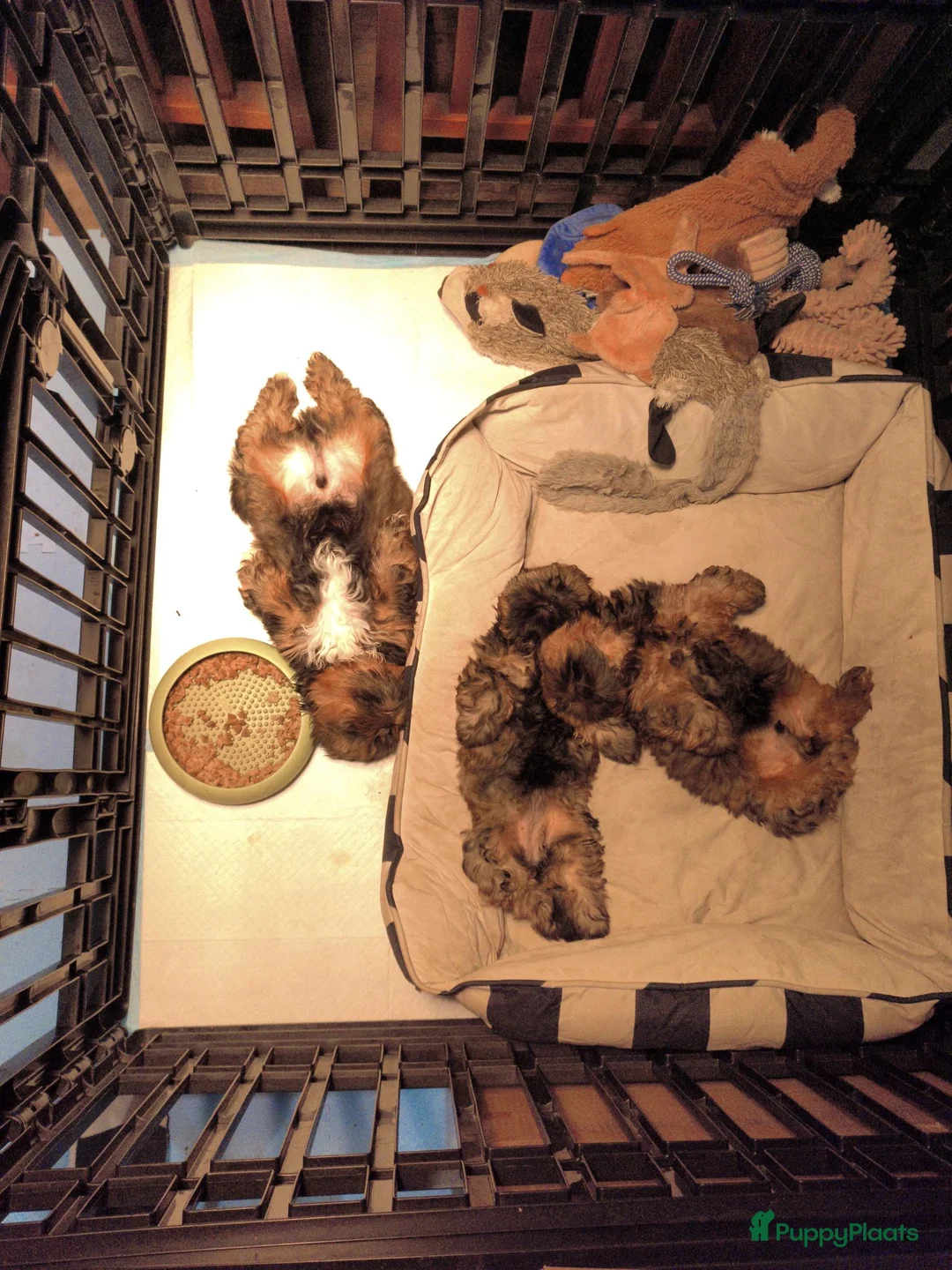 Shih Tzu honden te koop: Nog 1 reutjes  - Advertentie 7