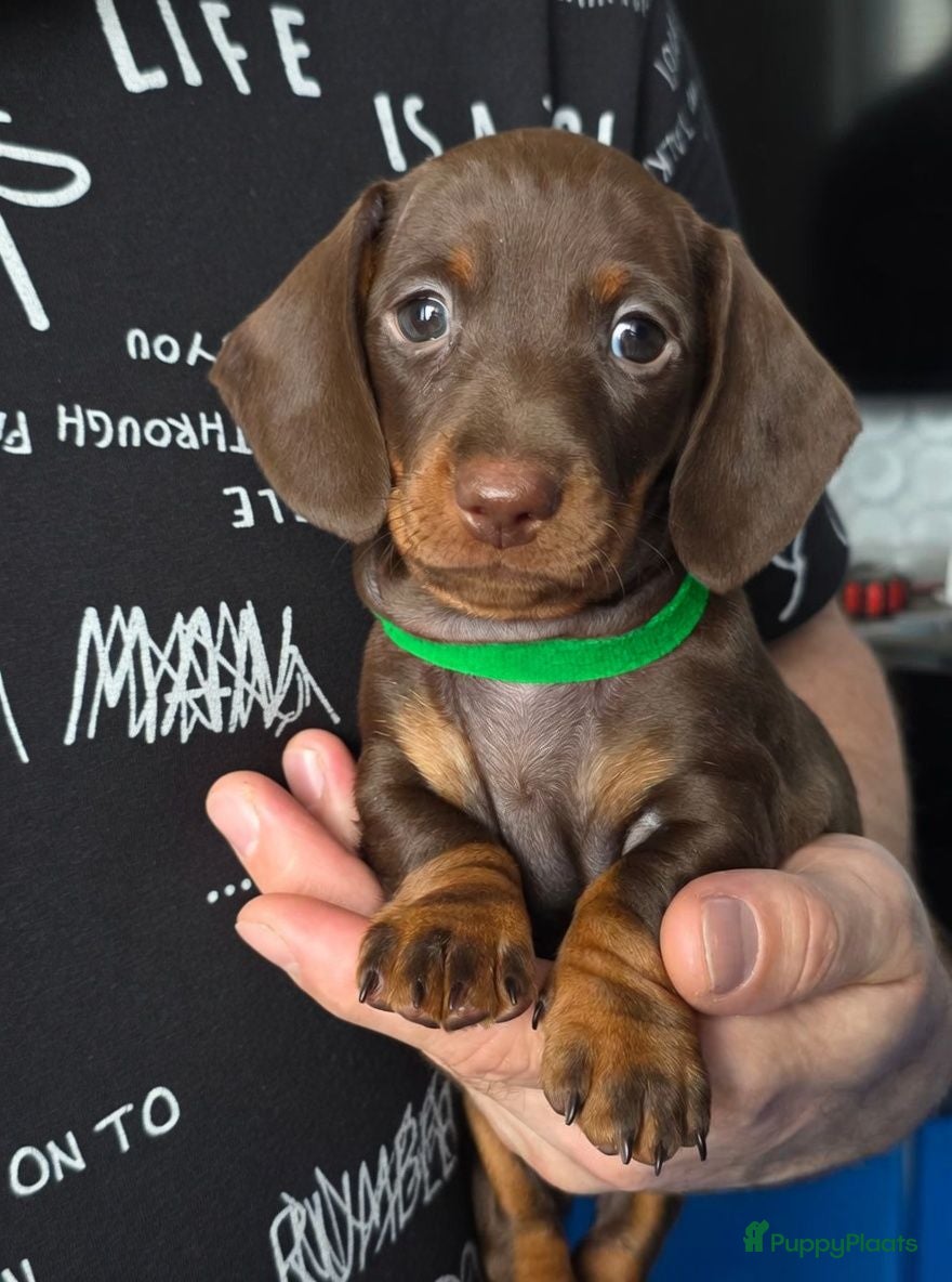 Teckel (korthaar)  honden Lieve Dwergteckel pups - Advertentie 13