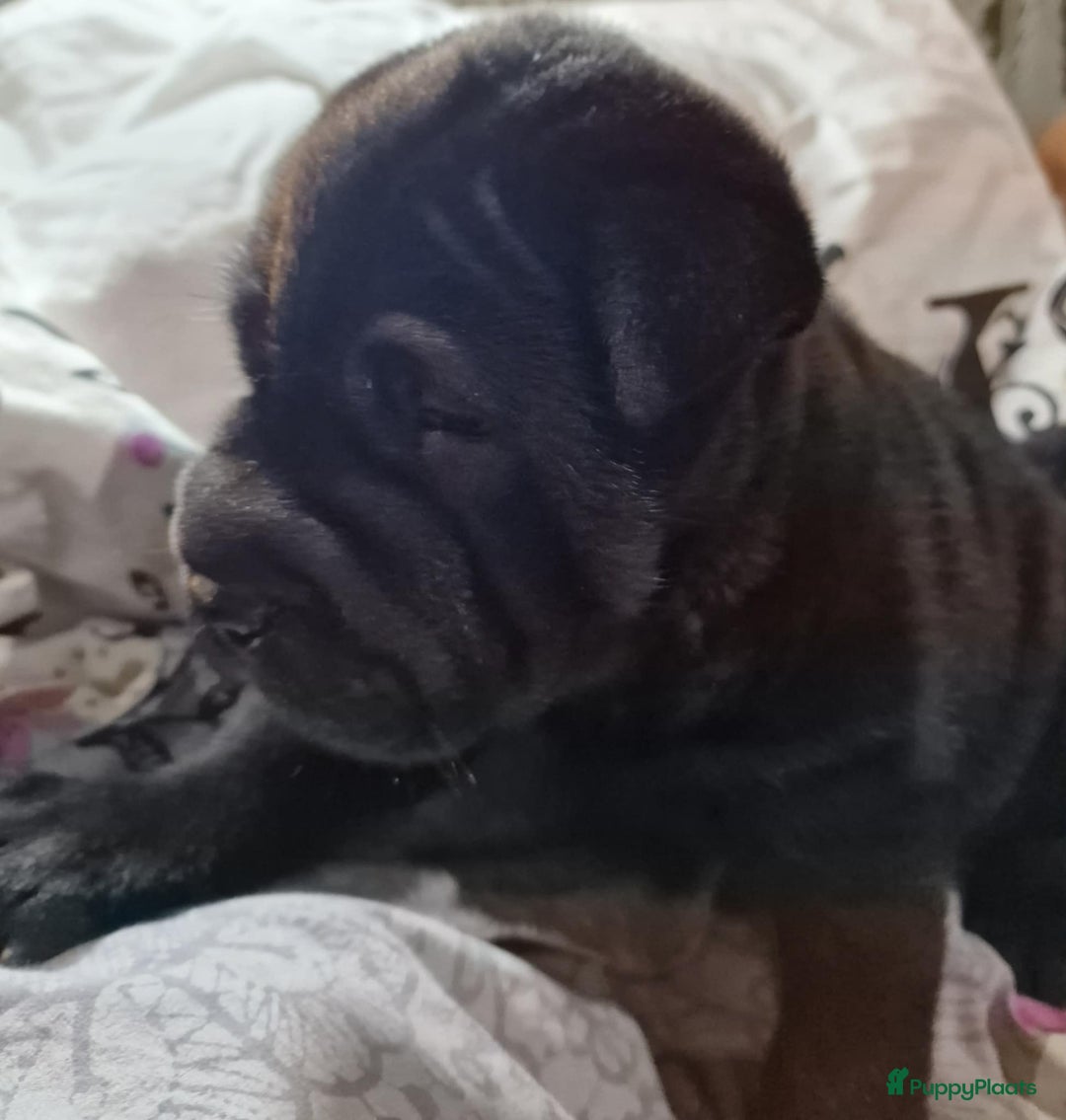 Shar Pei honden te koop: Sharpei - Advertentie 6
