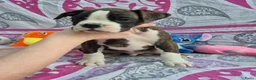 Boxer honden te koop: Boxer puppy's - Advertentie 4