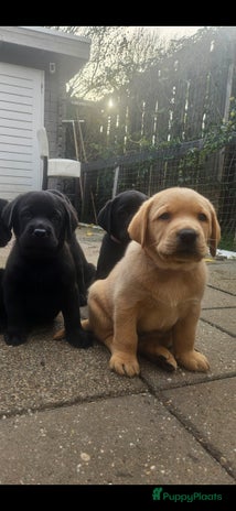 Labrador Retriever honden - Advertentie 2