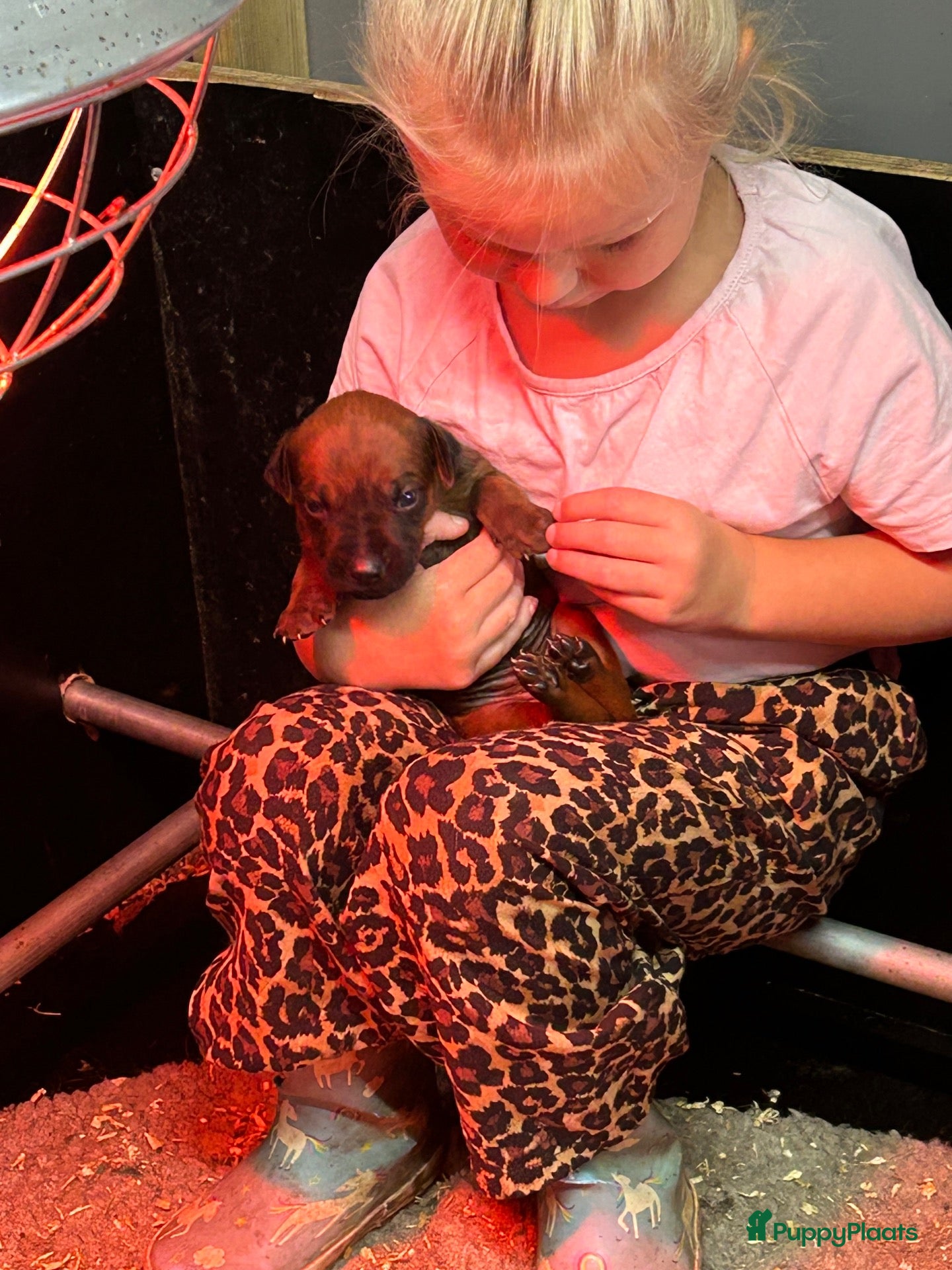 Rhodesian Ridgeback honden Prachtige Rhodesian Ridgeback pups met stamboom  - Advertentie 2