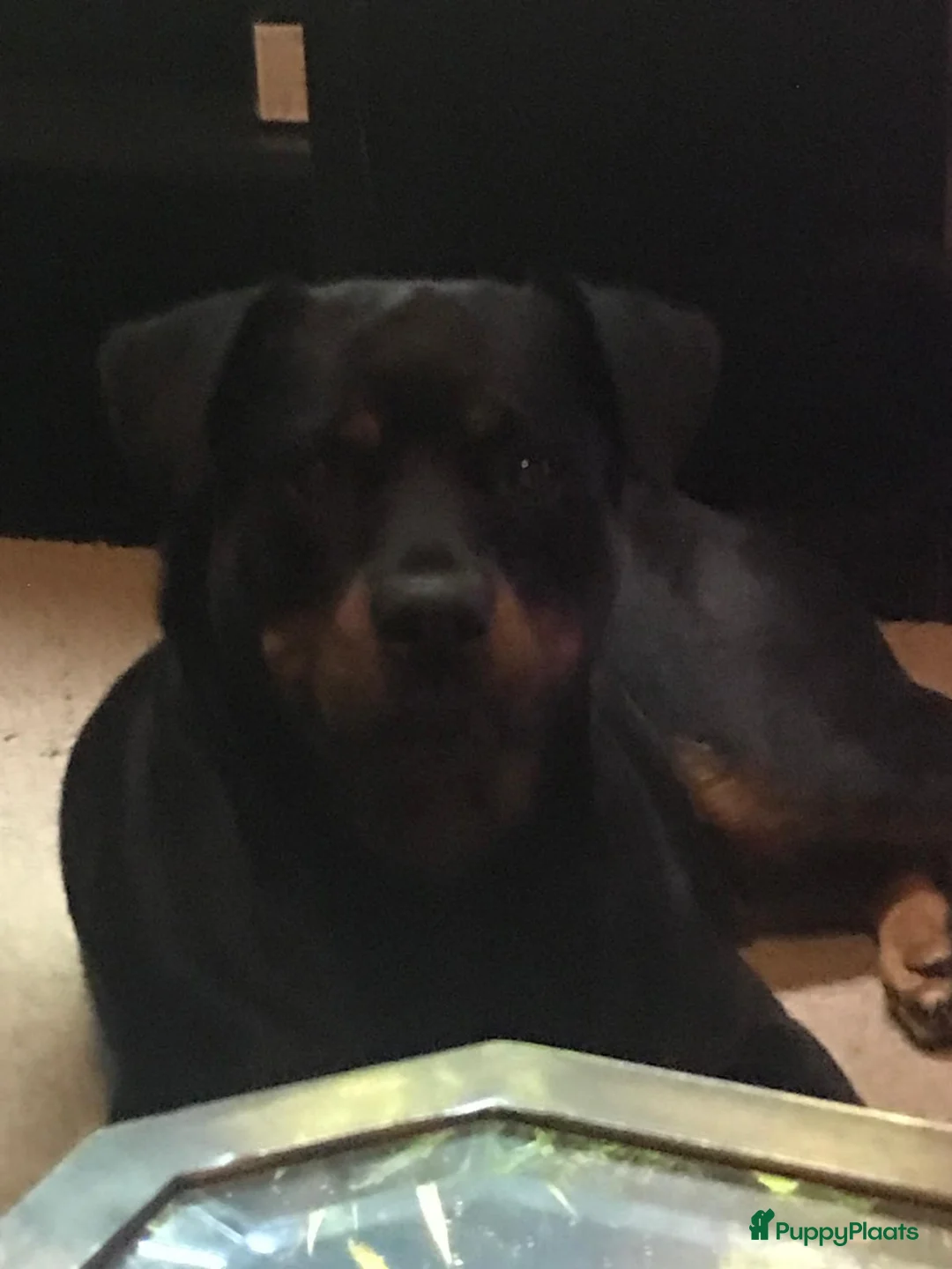 Rottweiler honden te koop: Rotweiler pups  - Advertentie 11