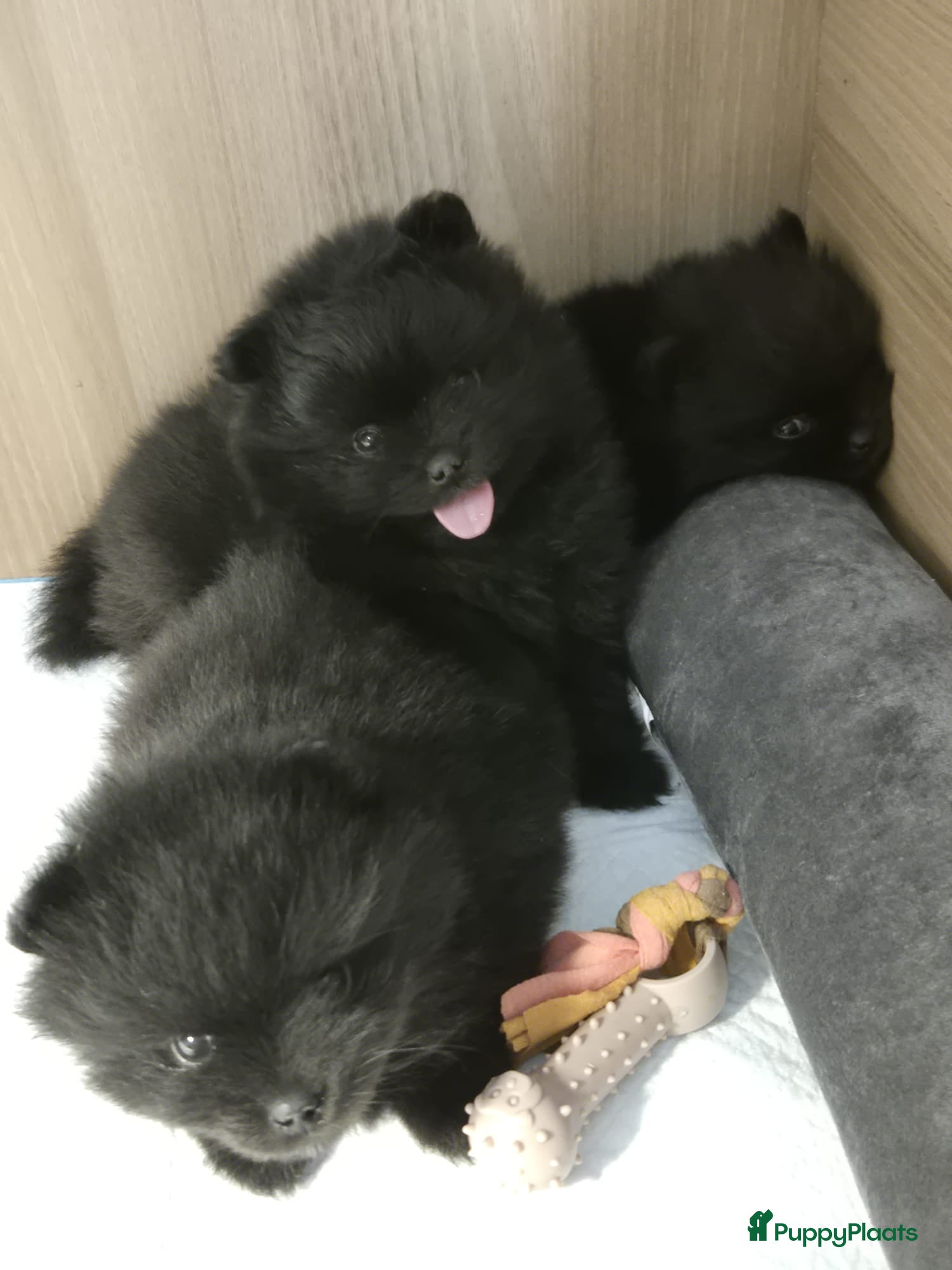 Pomeriaan honden Pomeranian pups - Advertentie 2