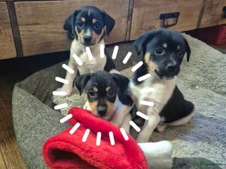 Kruising honden Boerenfox puppy's - Advertentie 2