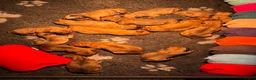 Bullmastiff honden te koop: Bullmastiff pups met stamboom - Advertentie 3
