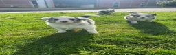 Border Collie honden te koop: Border Collie pups - Advertentie 14