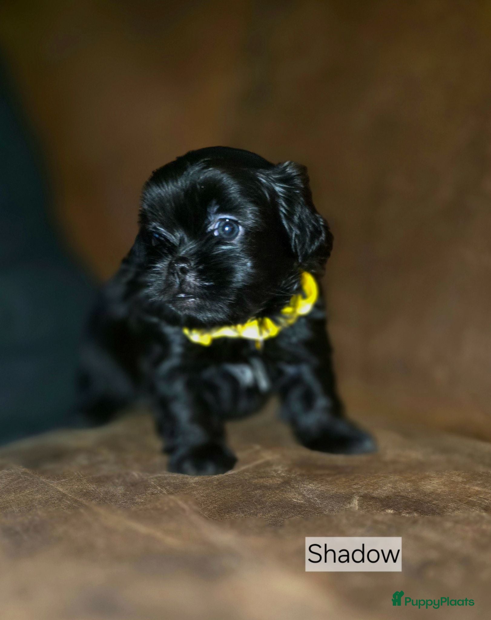 Kruising honden Nog 1 Zwarte Boomer Pup Meisje🖤 Shih-Tzu/Boomer - Advertentie 3