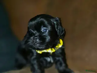 Kruising honden Nog 1 Zwarte Boomer Pup Meisje🖤 Shih-Tzu/Boomer - Advertentie 3