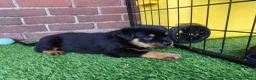 Rottweiler honden te koop: 8 Rottweiler pups. - Advertentie 21