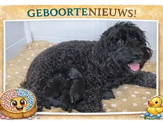 Cockapoo honden 6 prachtige cockapoo’s geboren - Advertentie 13