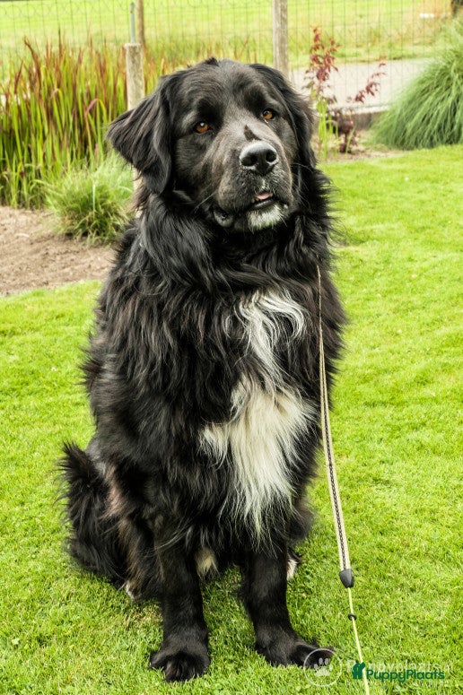 Kruising honden Dekreu |Boulab| Bernersennen x Golden retriever in Renswoude - Advertentie 19