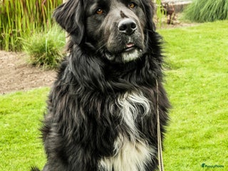 Kruising honden Dekreu |Boulab| Bernersennen x Golden retriever in Renswoude - Advertentie 8