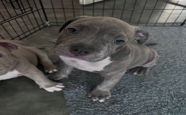 Amerikaanse Bully honden - Advertentie 1