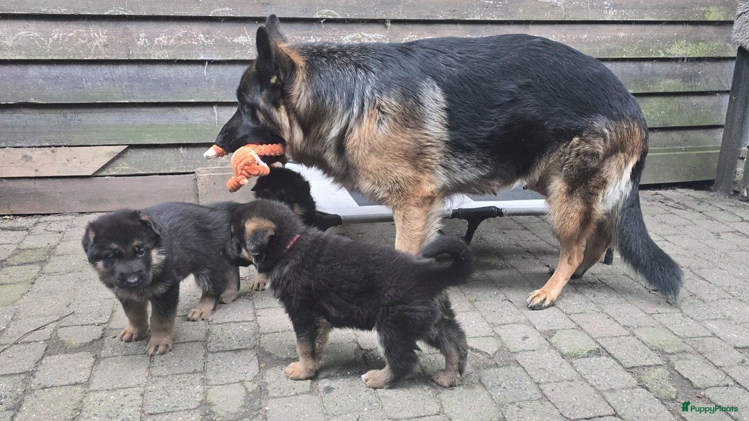 Duitse Herder honden te koop: 🐾 Duitse Herder Pup te Koop  🐾 - Afbeelding 8