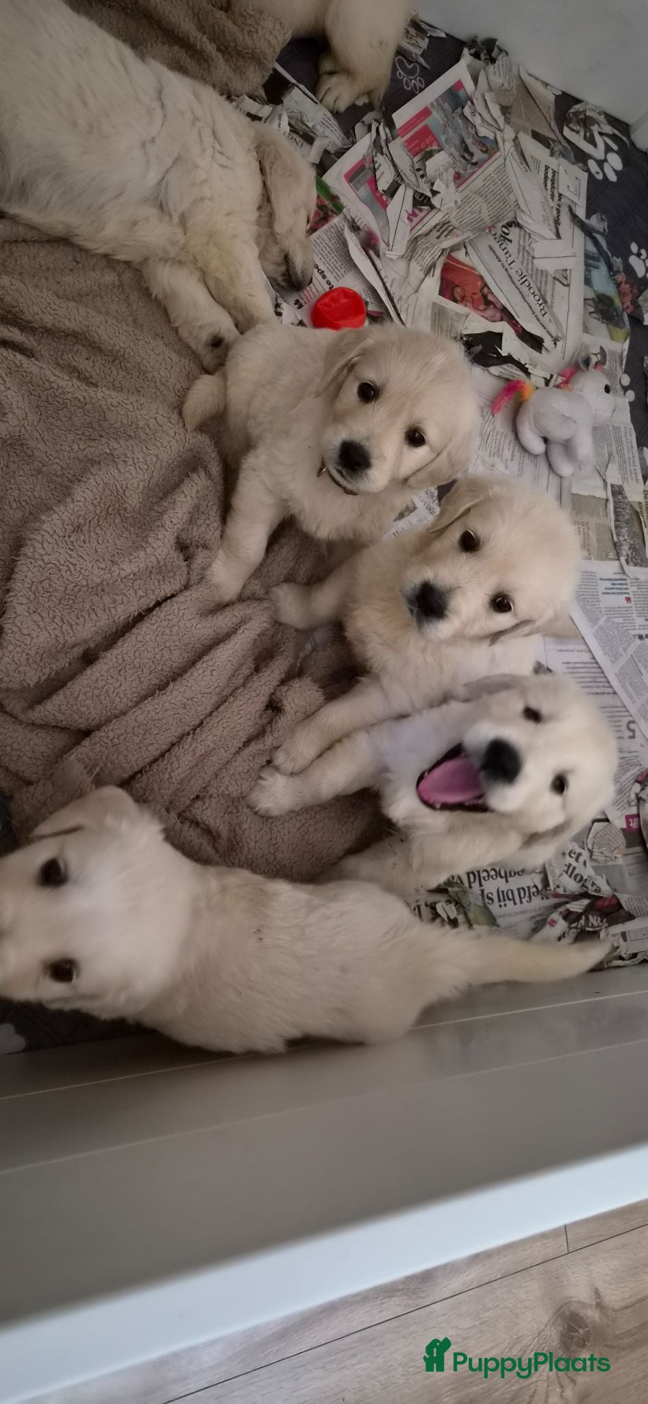 Golden Retriever honden Prachtige golden retriever pups - Advertentie 2
