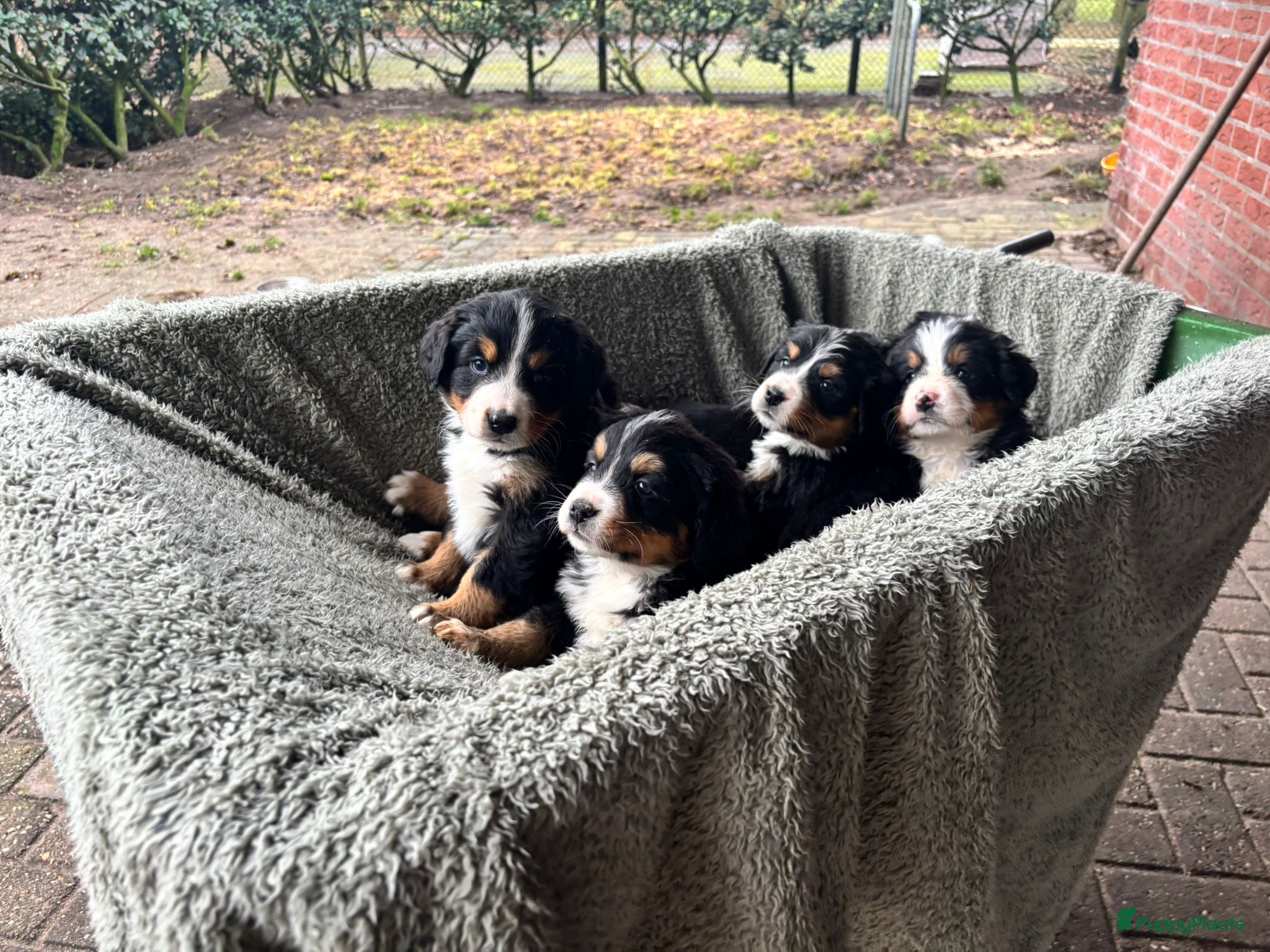 Berner Sennenhond honden Berner-sennenpups - Advertentie 2