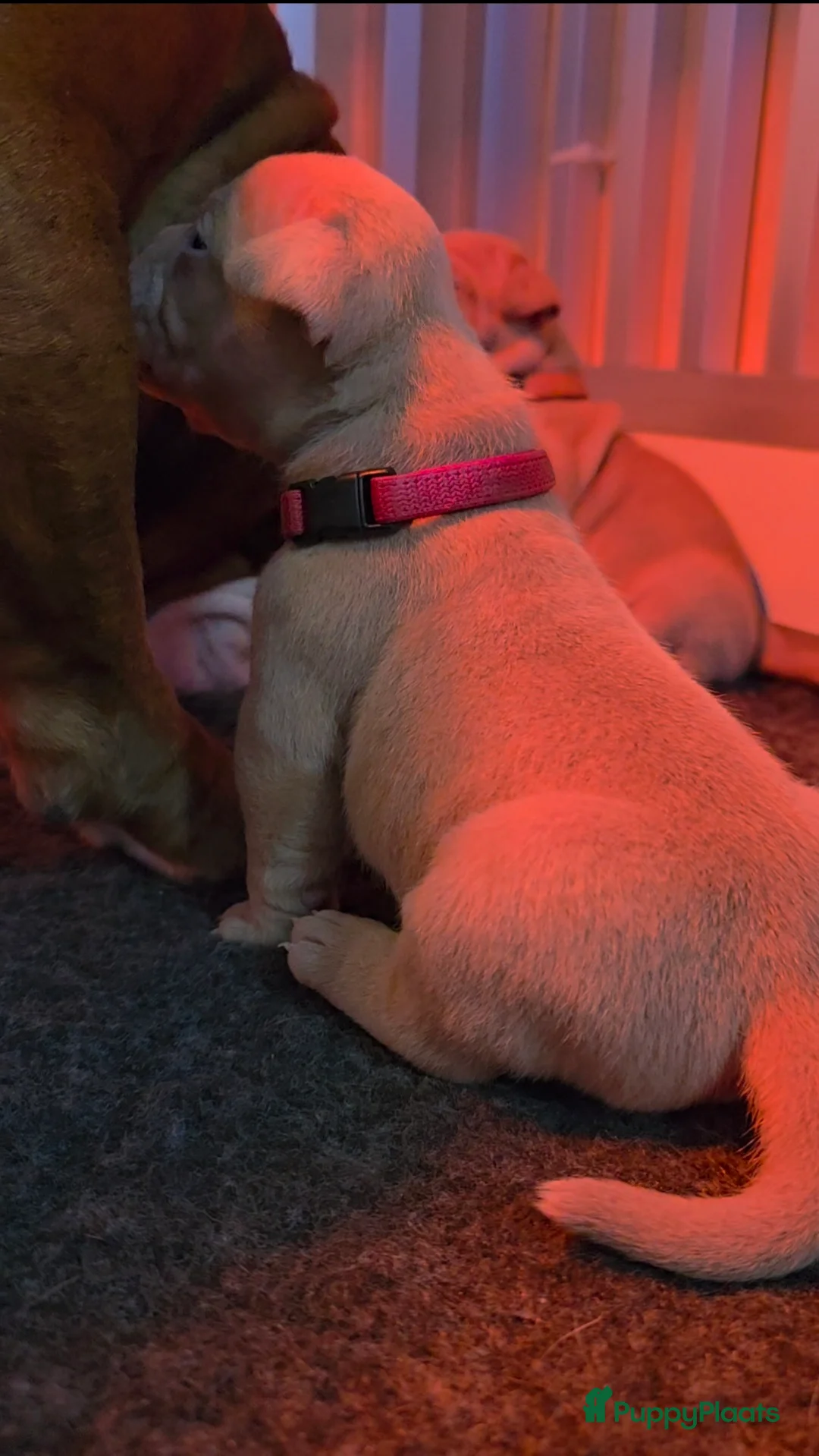 Old English Bulldog honden te koop: Old english bulldog teefje "Olivia" - Advertentie 3