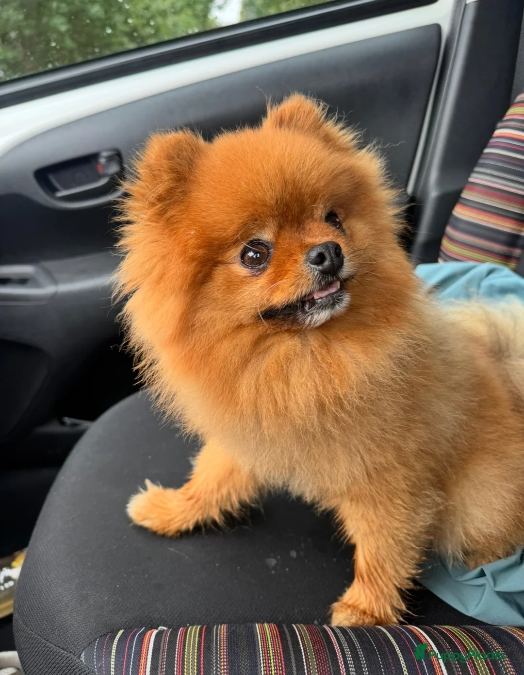 Pomeriaan honden ter dekking: ✨ KENZIE — Exclusieve Pomeriaan Dekreu ✨ in Deventer - Advertentie 2