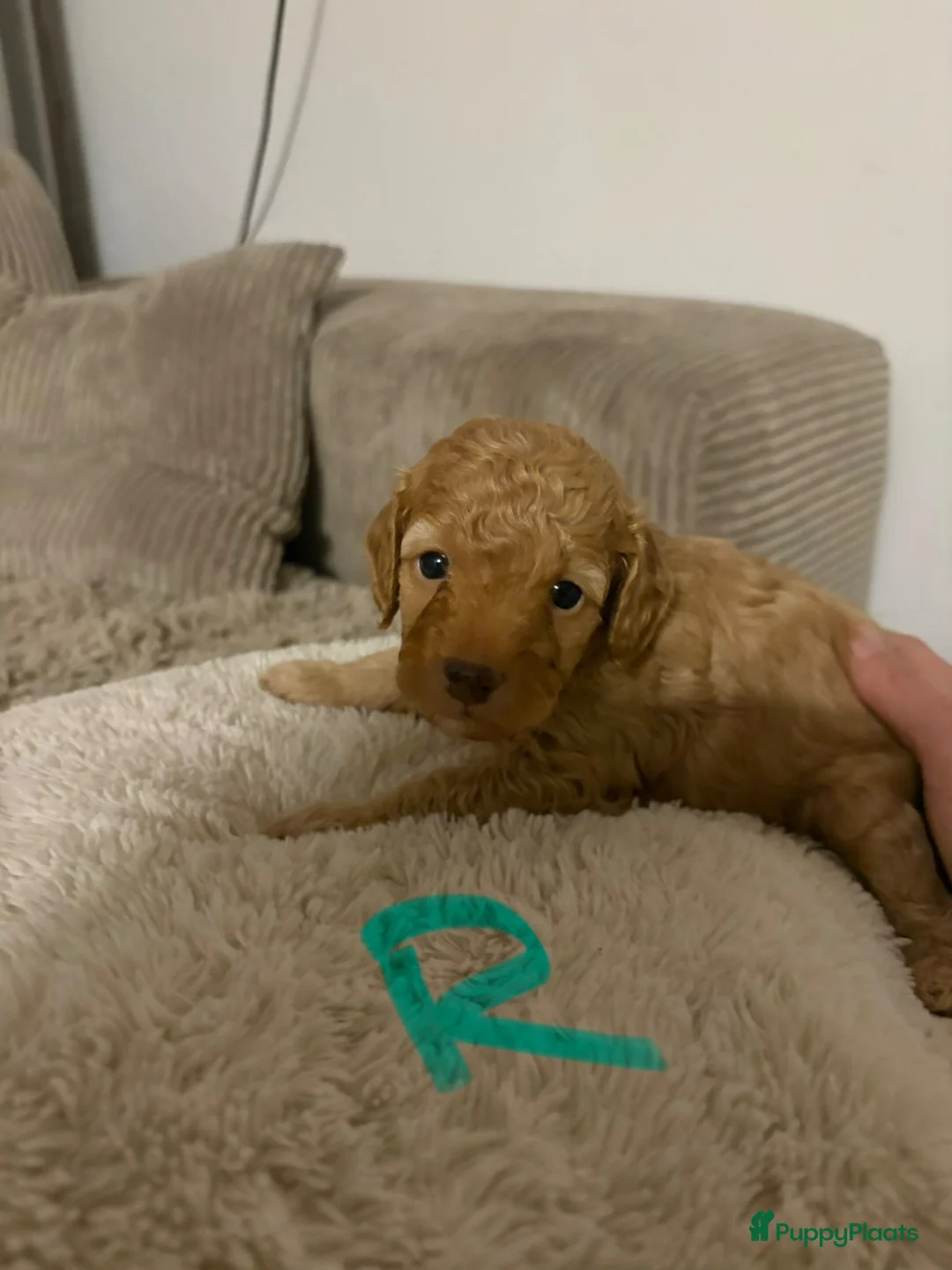 Maltipoo honden te koop: Maltipoo puppys - Advertentie 9
