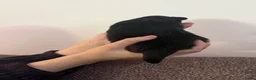 Pomchi honden te koop: Pomchi reutjes - Advertentie 5