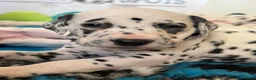 Dalmatiër honden te koop: Dalmatier pups - Advertentie 3