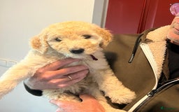 Labradoodle honden te koop: Labradoodle F4 pups te koop! 🐶 in Balkbrug - Afbeelding 13