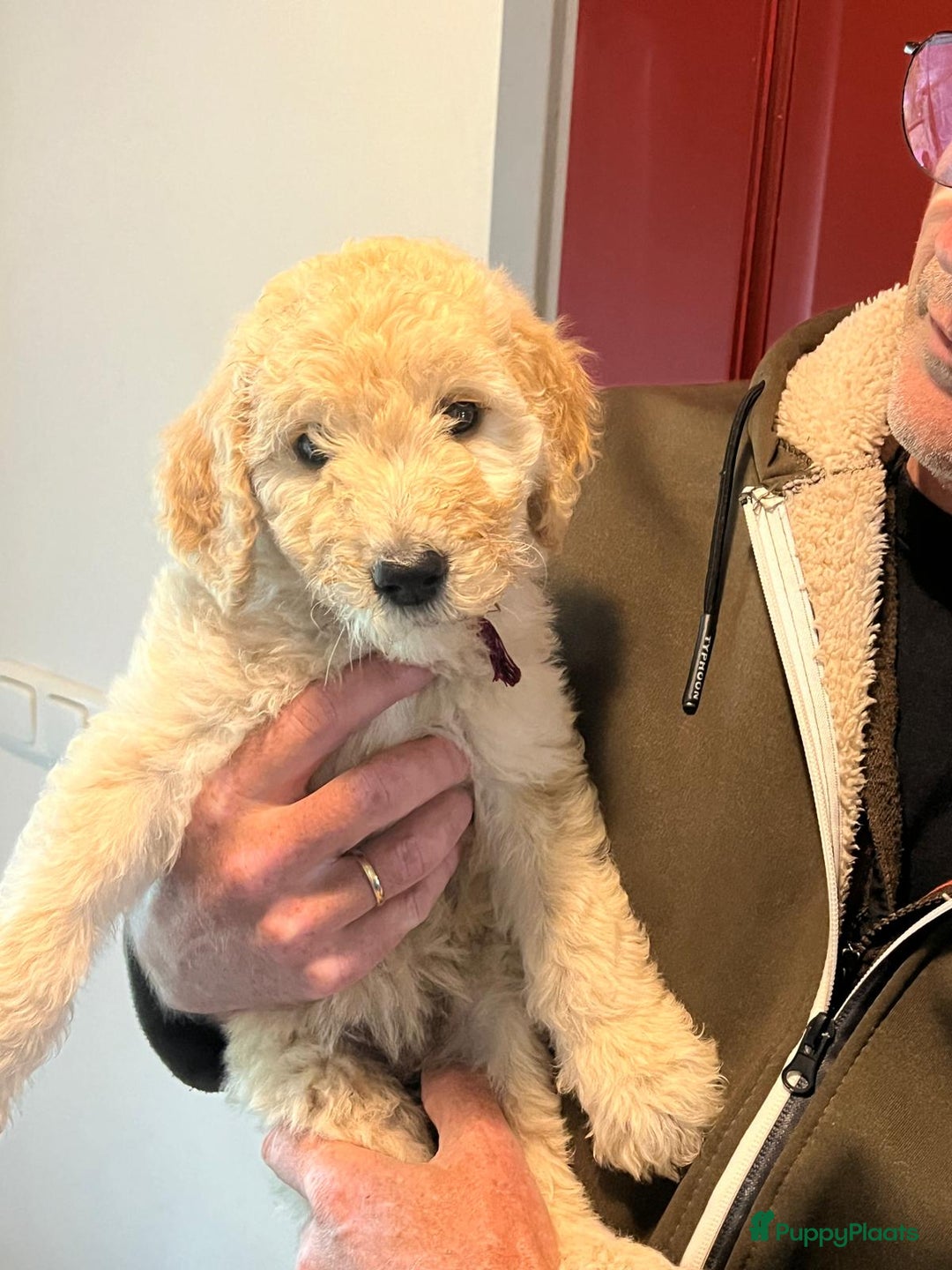 Labradoodle honden te koop: Labradoodle F4 pups te koop! 🐶 in Balkbrug - Afbeelding 13