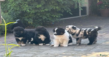 Kruising honden - Advertentie 7