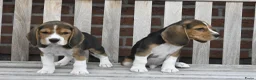 Beagle honden te koop: Prachtige Beagle pups met stamboom ! - Advertentie 19