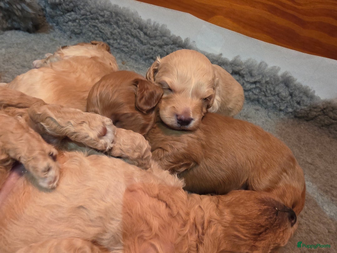 Goldendoodle honden te koop: Goldendoodle multigen middenslag reu te koop - Advertentie 16