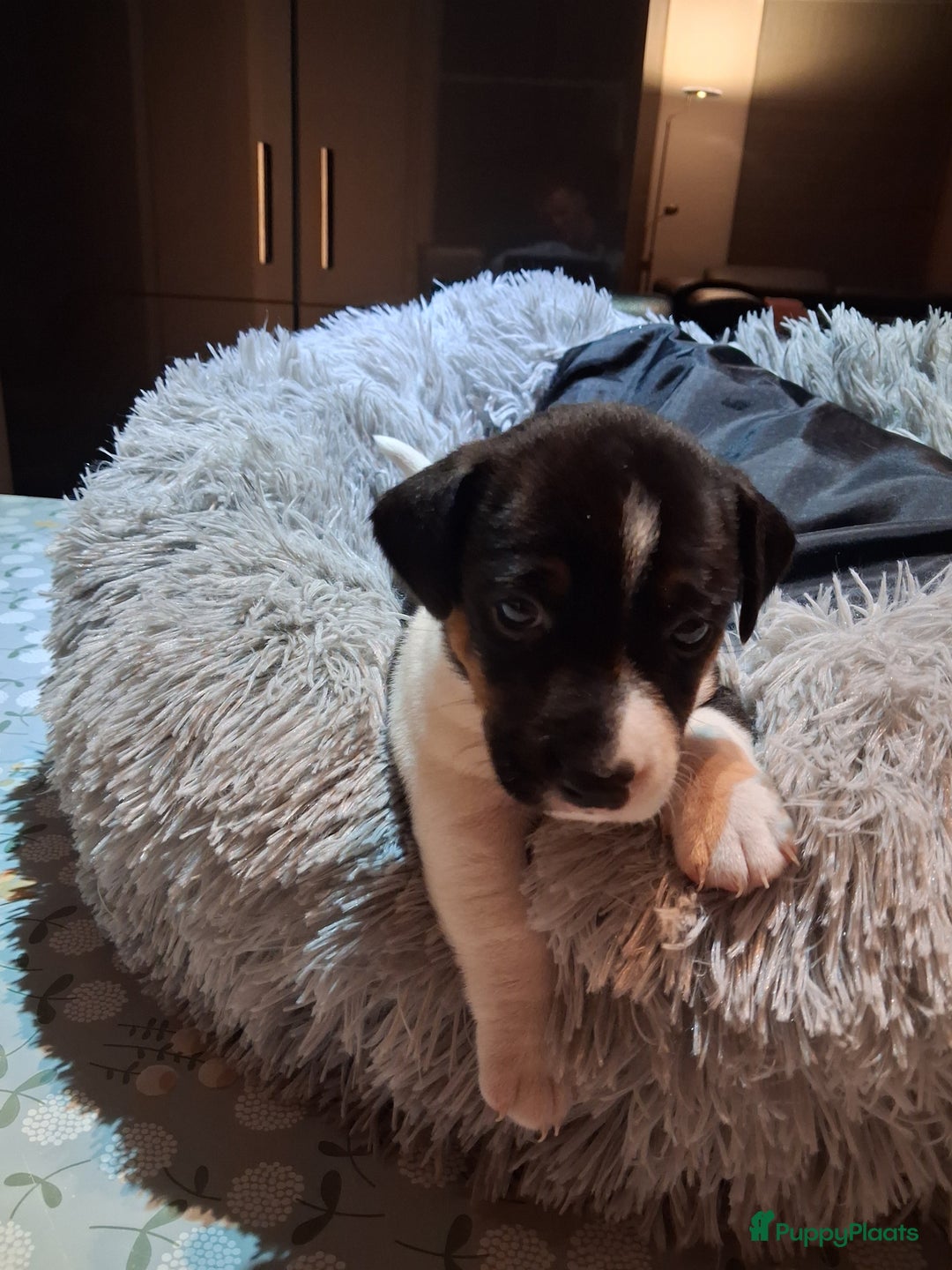 Jack Russel Terriër honden te koop: Jack russelpups opgevoed in gezin met 2 kids - Advertentie 2