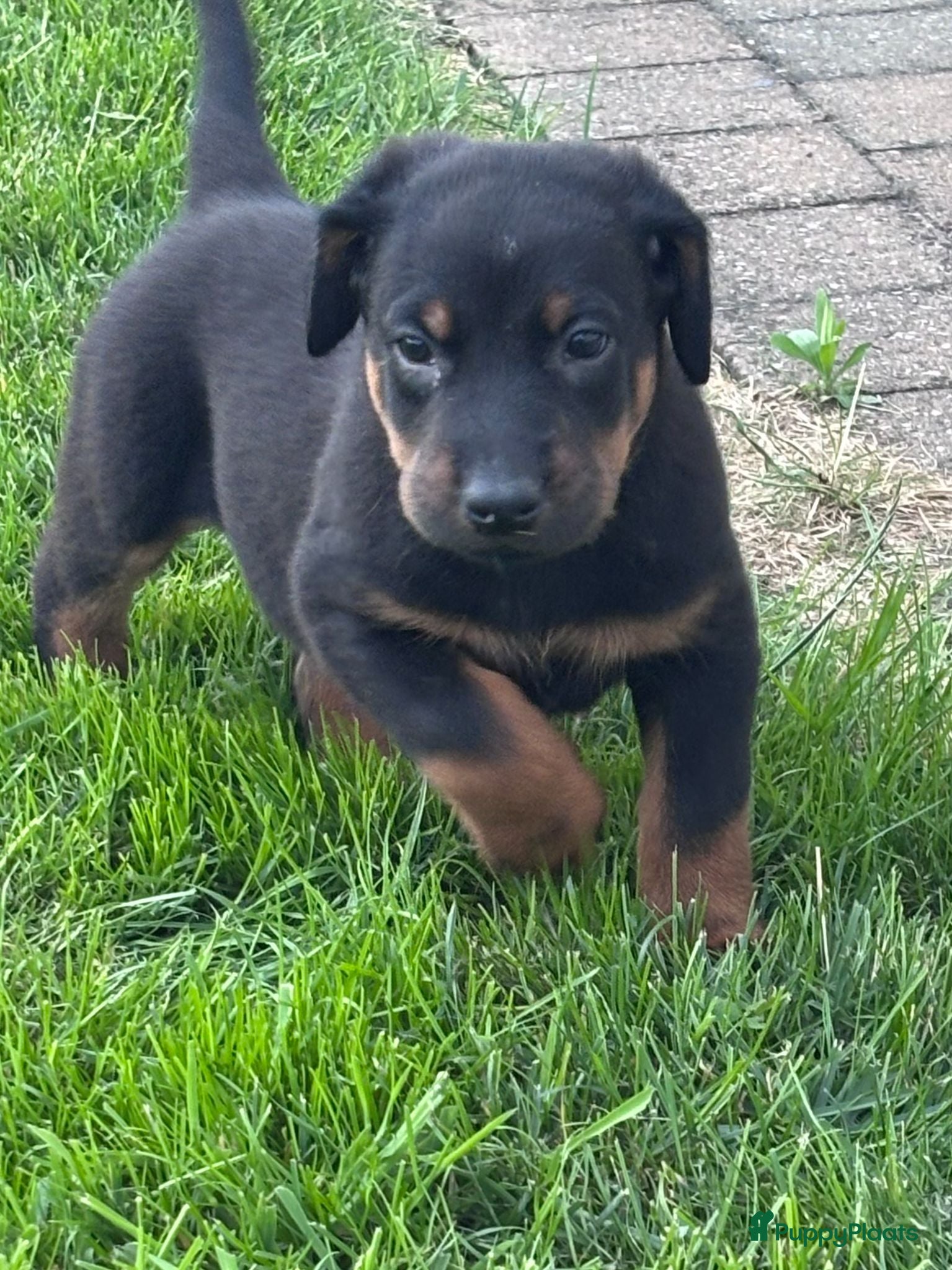 Beauceron honden Beauceron pups - Advertentie 2