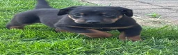 Beauceron honden te koop: Beauceron pups - Advertentie 2