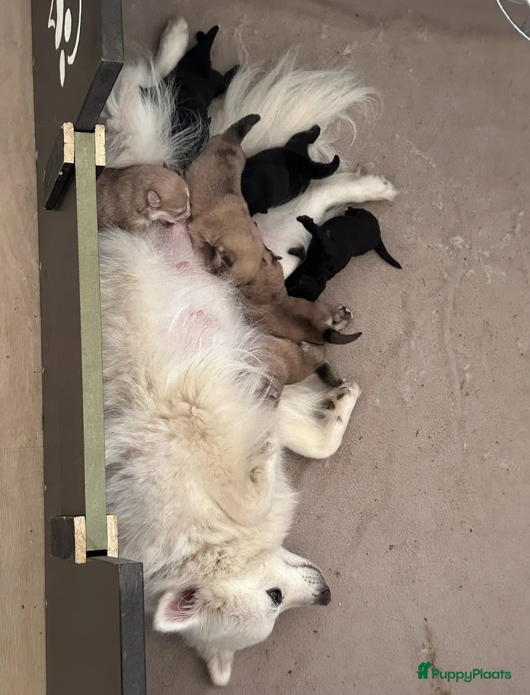 Keeshond honden te koop: Pomeriaan pups - Advertentie 9