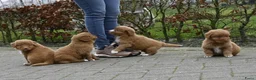 Nova Scotia Duck Tolling Retriever honden te koop: Speelse Nova Scotia Duck Tolling Retriever pups  - Advertentie 11