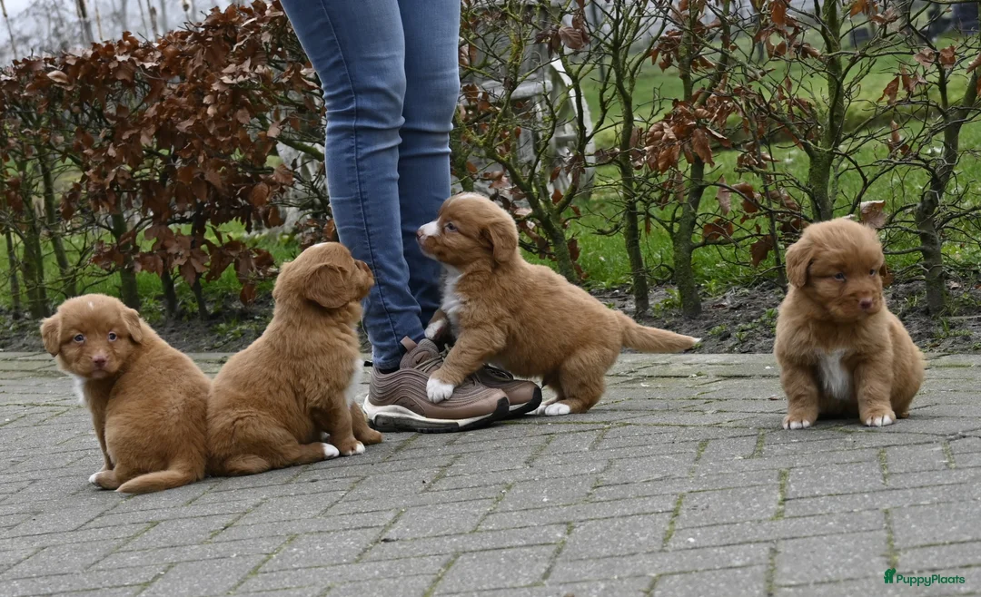 Nova Scotia Duck Tolling Retriever honden te koop: Speelse Nova Scotia Duck Tolling Retriever pups  - Advertentie 11