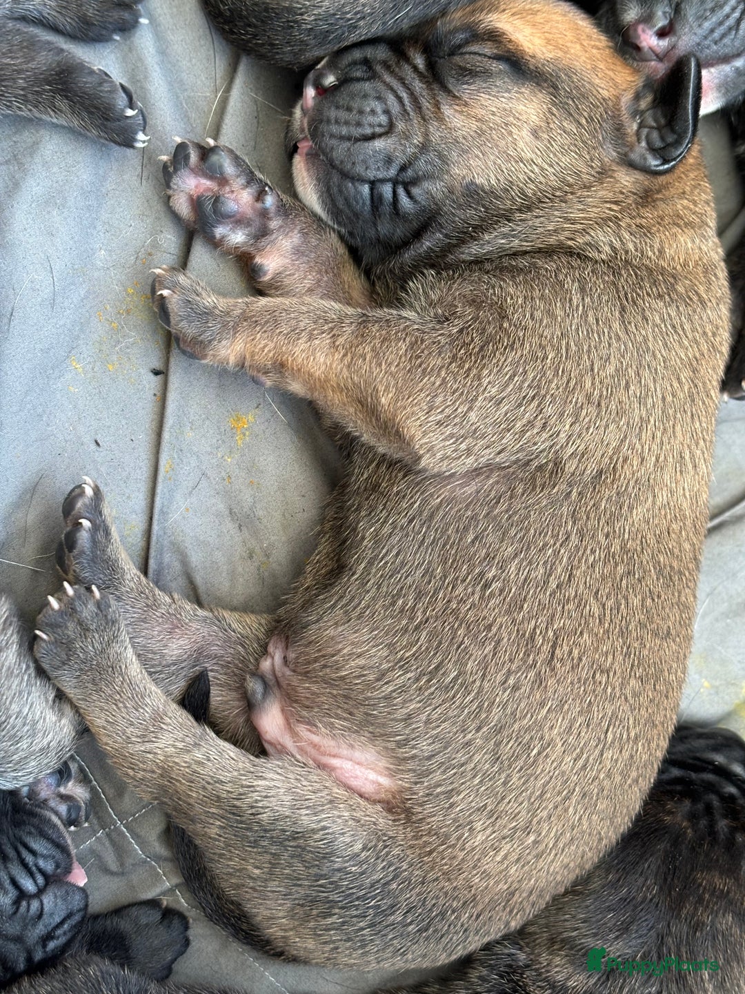 Kruising honden te koop: Mooie Presa/Fila 🥰 mastiff pups zoeken personeel  - Afbeelding 35