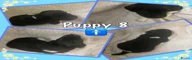 Friese Stabij Puppy 8